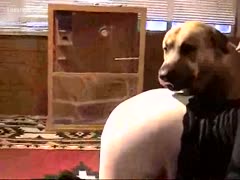 Eager horny golden dog pleases his owner's oozing slit